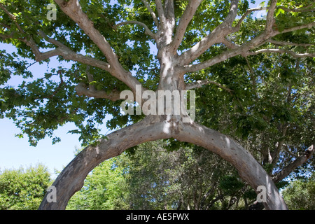 Due alberi di sicomoro si è trasformato in una struttura ad albero con un tronco arcata a Bonfante Giardini in Gilroy California Foto Stock