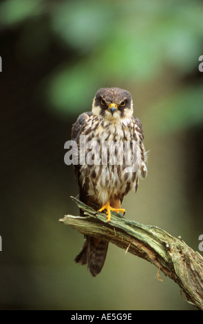 Eurasian Hobby (Falco subbuteo) appollaiato su un ramo interrotto Foto Stock