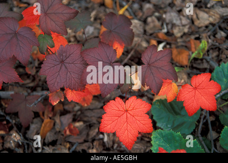 Foglie di acero sul terreno la modifica dei colori di rosso e viola in autunno Seward Alaska Foto Stock