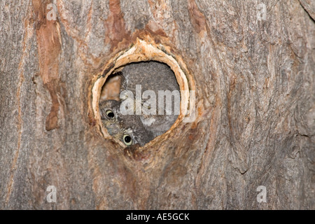 Elf Owl Micrathene whitneyi Elgin Arizona Stati Uniti 20 luglio Foto Stock