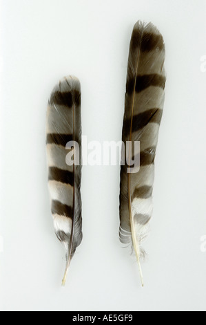 Tailfeathers di un falco del nord - maschio e femmina / Accipiter nisus Foto Stock