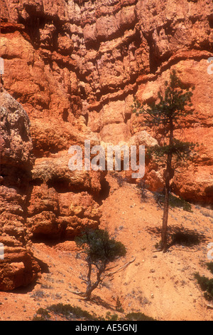 Due hardy alberi di pino che cresce in collina contro la scogliera di orange red rock vicino a Zion National Park nello Utah nel sud-ovest americano Foto Stock