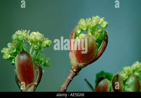 Norvegia Acero blossoms (Acer platanoides) Foto Stock