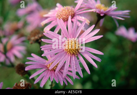 Daisy 'Lady Hindlip' (Aster amellus) Foto Stock