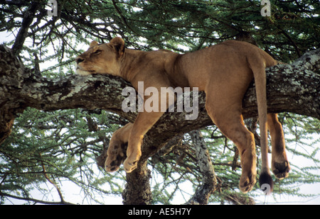 Un africano Leonessa prendendo un pisolino di pomeriggio sull'Ombrello Acacia, Serngeti National Park, Tanzania. Foto Stock