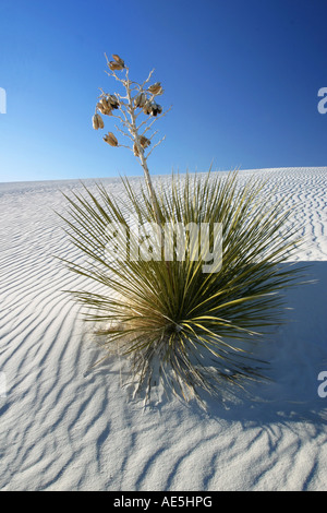 Una pianta di yucca crescente nel variegato bianco sabbia del deserto di White Sands National Monument in New Mexico Foto Stock