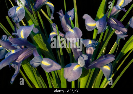 Mazzo di fiori di iris Iris sisyrinchium con viola e petali gialli e steli verdi su sfondo nero Foto Stock