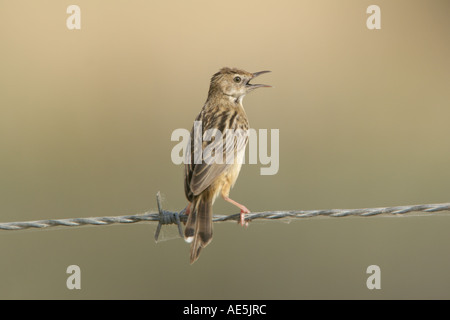 Fan-tailed trillo, Cisticola juncidis, Estremadura, Spagna Foto Stock