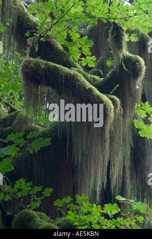 Muschio spagnolo appeso tree banches incorniciato da foglie di acero Hoh Rain Forest Washington Foto Stock