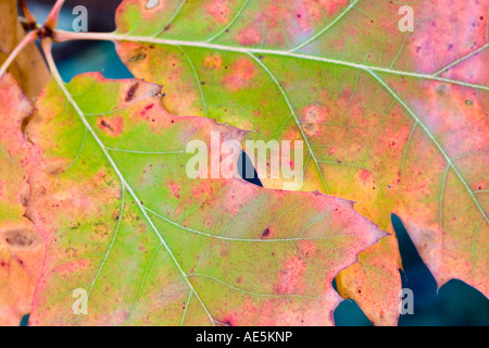 Closeup of maple leaves changing color in autumn Foto Stock