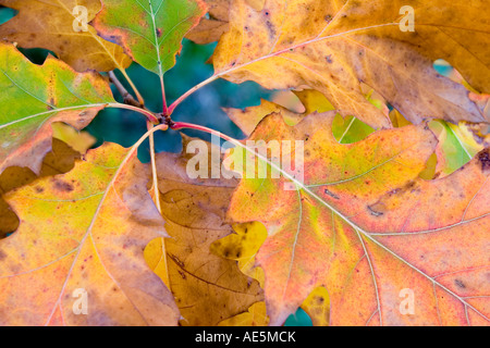 Foglie di acero cambiando colore in autunno che si diramano dal loro steli in un modello di ventola Foto Stock