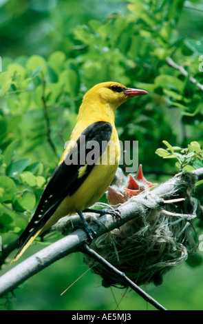 Rigogolo, maschio con pulcini a nido, in Bulgaria (Oriolus oriolus) Foto Stock