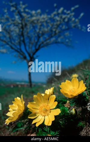 Il giallo del fagiano-eye, Sassonia-Anhalt, Germania (Adonis vernalis) Foto Stock