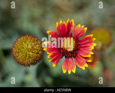 Una particolare immagine di Indian Blanket o Firewheel Gaillardia pulchella crescente selvatici nel paese delle colline del Texas Foto Stock