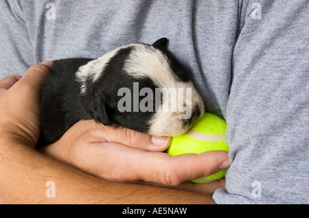 Due settimane di età mista neonato cucciolo di razza in appoggio la sua testa su un giallo palla da tennis che si terrà nelle braccia di un uomo Foto Stock