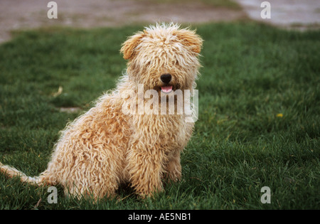 Puli. I capretti dog sitter su un prato Foto Stock