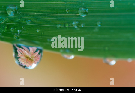 Dahlia specchiato in goccia d'acqua Foto Stock