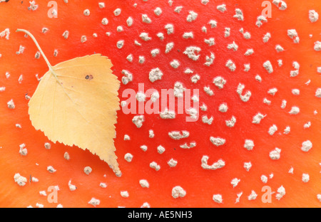 Foglie di betulla su Fly Amanita fungo, Renania settentrionale-Vestfalia, Germania (amanita muscaria), (Betula spec.) Foto Stock