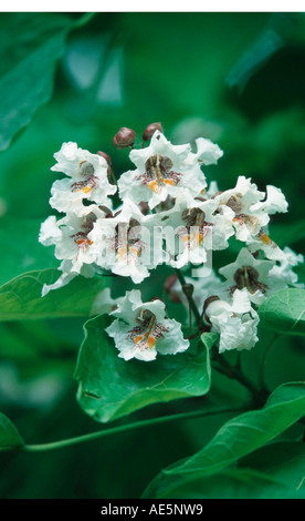 Northern Catalpa (Catalpa speciosa) Foto Stock