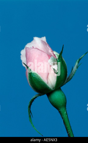 Bocciolo di rosa (Rosa spec.) Foto Stock