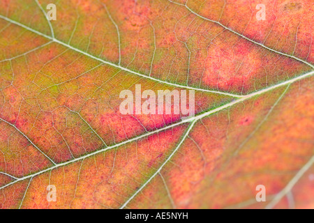 Extreme closeup delle vene di un arancione e rosa maple leaf cambiando colore in autunno Foto Stock