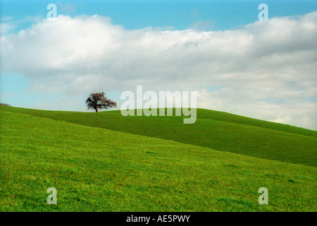 California solitaria quercia tra verdi colline e cielo nuvoloso presso la Stanford in California Foto Stock