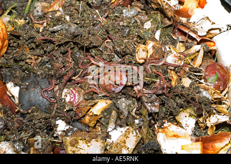 Close up di vermi nella parte superiore di nero di plastica riciclata compost bin REGNO UNITO Foto Stock