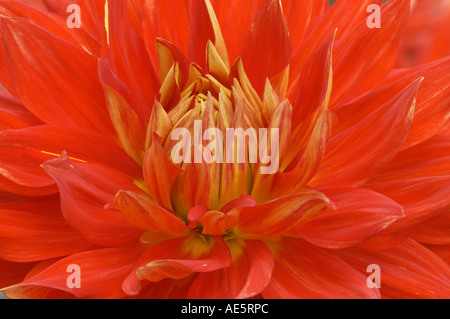 Semicactus Dahlia (Dahlia x cultorum) Foto Stock