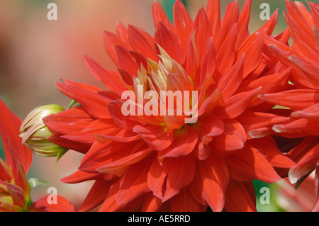 Semicactus Dahlia (Dahlia x cultorum) Foto Stock