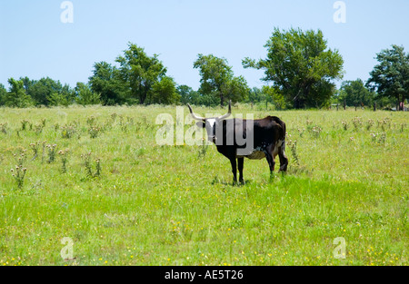 Mucca longhorn del Texas nero in posa per la macchina fotografica in un campo rurale, Stati Uniti. Foto Stock