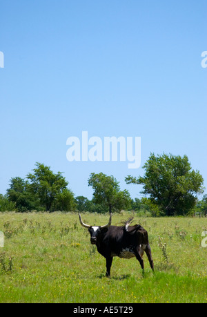 Mucca longhorn del Texas nero in posa per la macchina fotografica in un campo rurale, Stati Uniti. Foto Stock