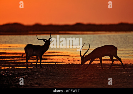 Kafue Lechwe Kobus leche kafuensis Lochinvar National Park nello Zambia Foto Stock