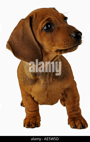 Miniatura bassotto cane domestico su sfondo bianco dieci settimane vecchio cucciolo di nome Monty proprietà rilasciato Foto Stock