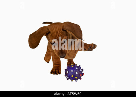 Miniatura bassotto cane domestico su sfondo bianco dieci settimane vecchio cucciolo di nome Monty proprietà rilasciato Foto Stock