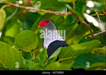 Seychelles blue pigeon Alectroenas pulcherrima Endeimic alle Seychelles Fregate Island Seychelles Foto Stock