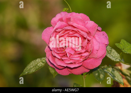 Bocciolo di rosa (Rosa spec.) Foto Stock