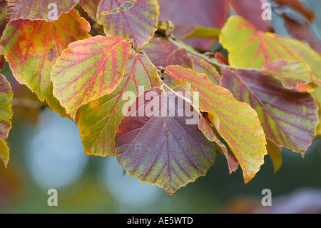 Il persiano Ironwood, le foglie in autunno (Parrotia persica) Foto Stock