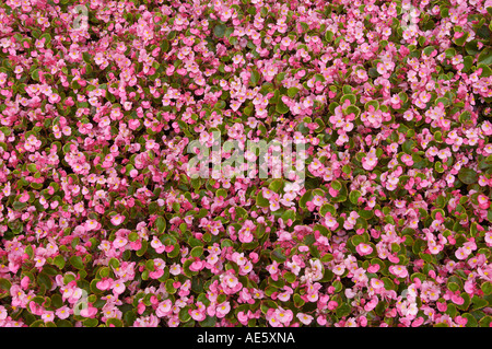 Biancheria da letto (Begonia Begonia-semperflorens-ibrido) Foto Stock