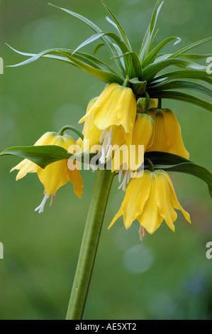 Fritillary 'Lutea Maxima' (Fritillaria imperialis) Foto Stock