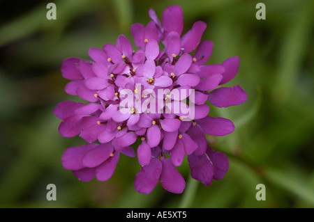 Globo Candytuft (Iberis umbellata) Foto Stock