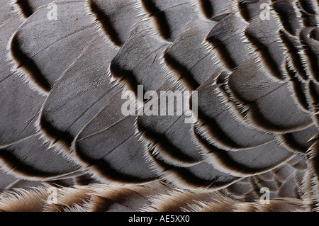 L'imperatore d'oca, feather dettaglio (Anser canagicus, Philacte canagicus, Chen canagica) Foto Stock