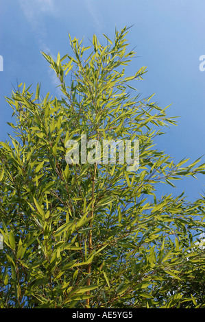 Giapponese di bambù di legname (Phyllostachys bambusoides) Foto Stock