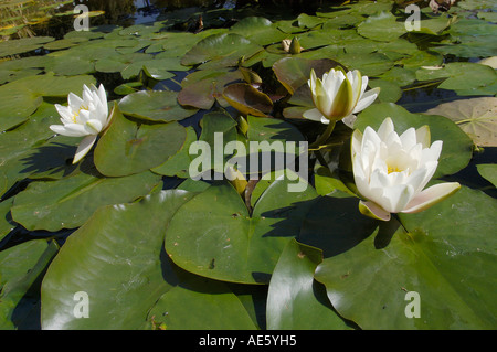 White Water Lilies (Nymphaea alba) Foto Stock