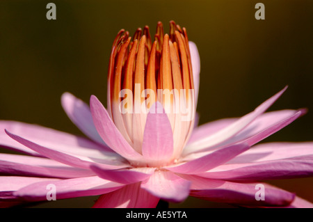 Ninfee, blossom/ (Nymphaea spec.) Foto Stock