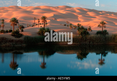 Oasi di palme da dattero, Sahara, Erg Ubari, Libia / (Phoenix dactylifera) Foto Stock