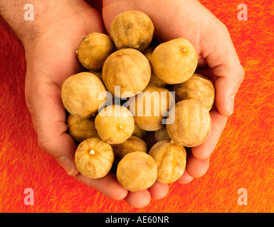 L'uomo azienda essiccato LIMES Foto Stock
