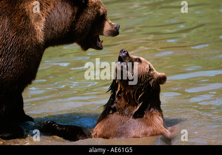 Unione orsi bruni, coppia (Ursus arctos) Foto Stock
