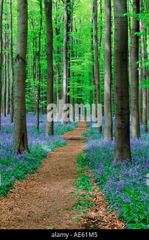 Percorso attraverso il bosco di faggio con Bluebells in primavera, Belgio (Endimione non scriptus, Scilla non scripta) Foto Stock