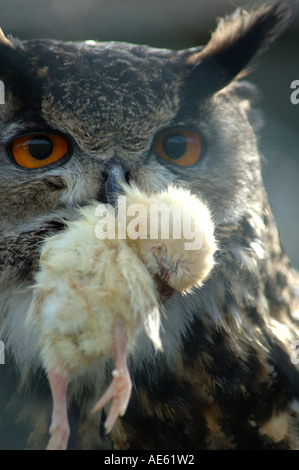 Gufo reale, Bubo bubo Foto Stock