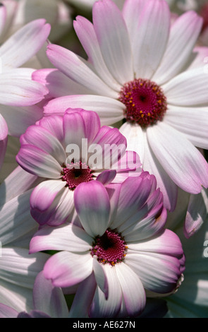 DAISY BIANCA Bellis perennis con bordo viola Foto Stock